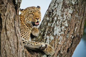 African, Leopard, look, predator, stay, tree