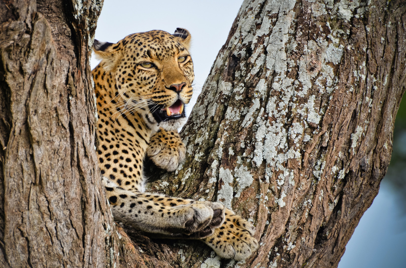 árbol, Mira, depredador, permanecer, Leopardo, africano