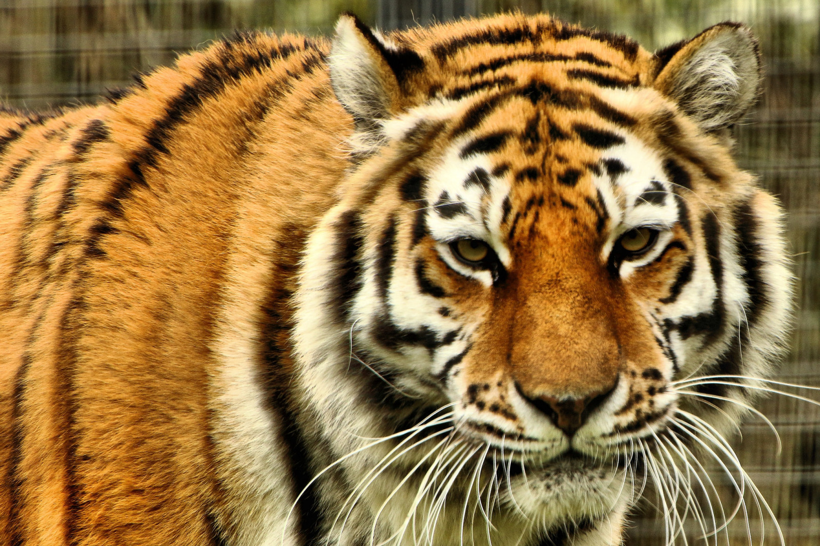 Regardez, visage, prédateur, chat sauvage, le tigre de l'Amour