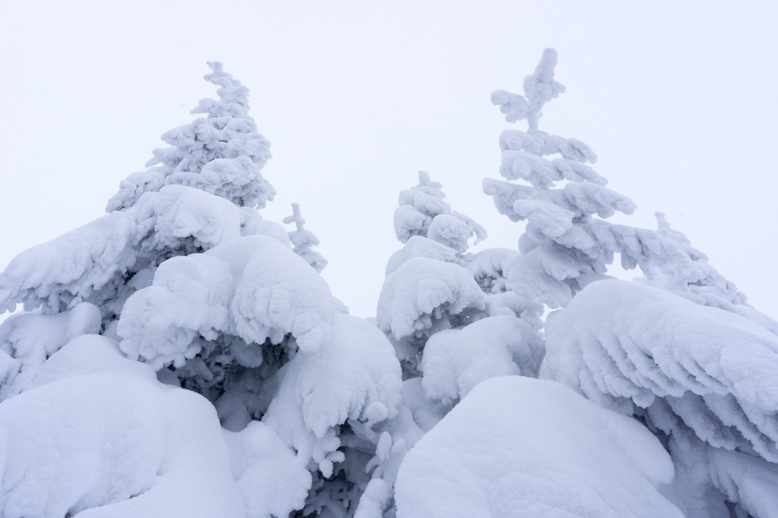 neve, il cielo, inverno, alberi, abete rosso, nebbia