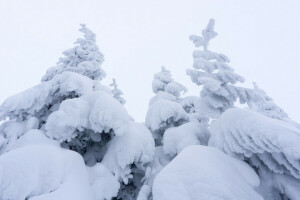 niebla, nieve, abeto, el cielo, arboles, invierno