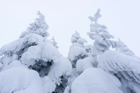 fog, snow, spruce, the sky, trees, winter