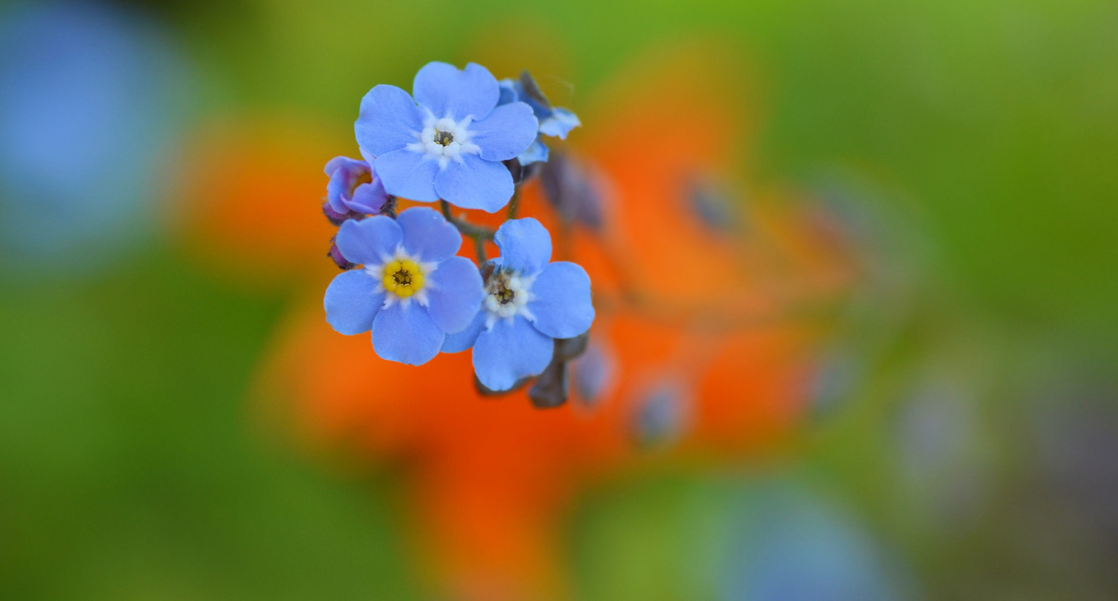 naturaleza, flores, planta, pétalos