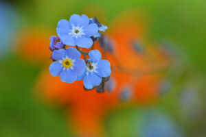 flores, natureza, pétalas, plantar