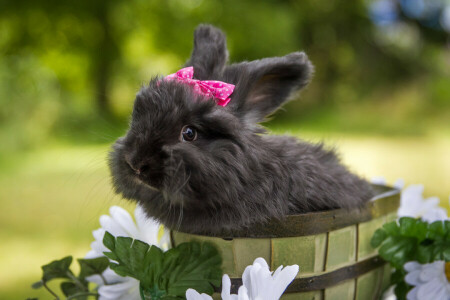 lapin noir, fleurs, lapin