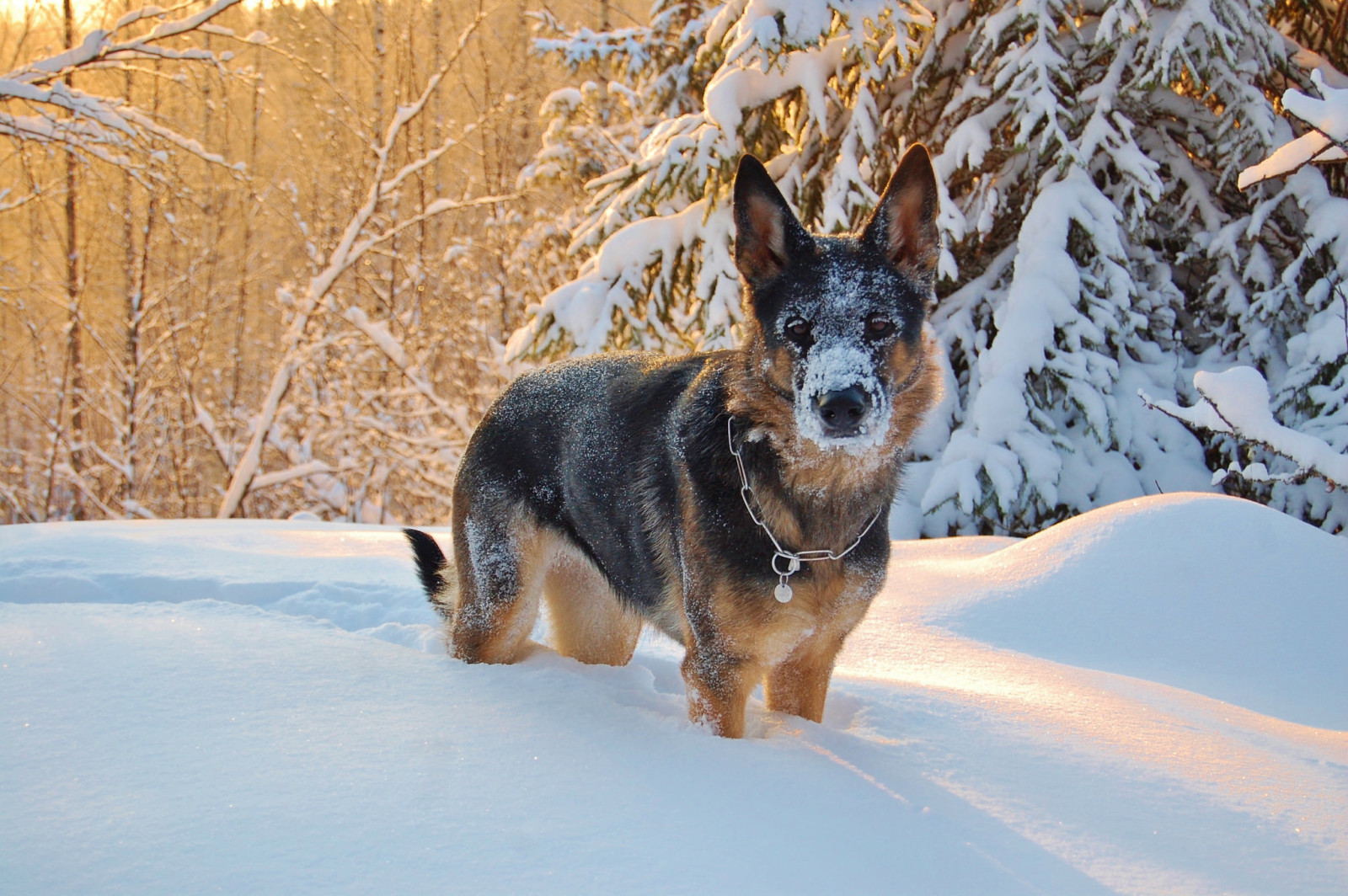 nieve, Mira, perro, invierno, cada