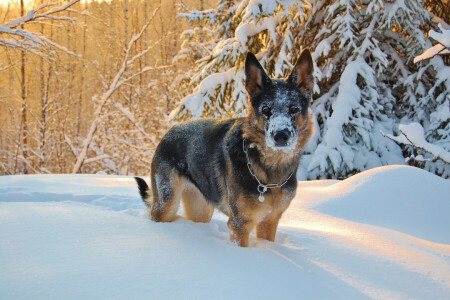 hund, hver, se, sne, vinter