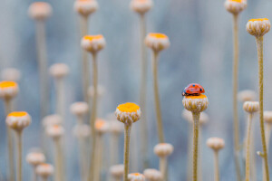 veld-, bloemen, gras, insect, lieveheersbeestje, weide