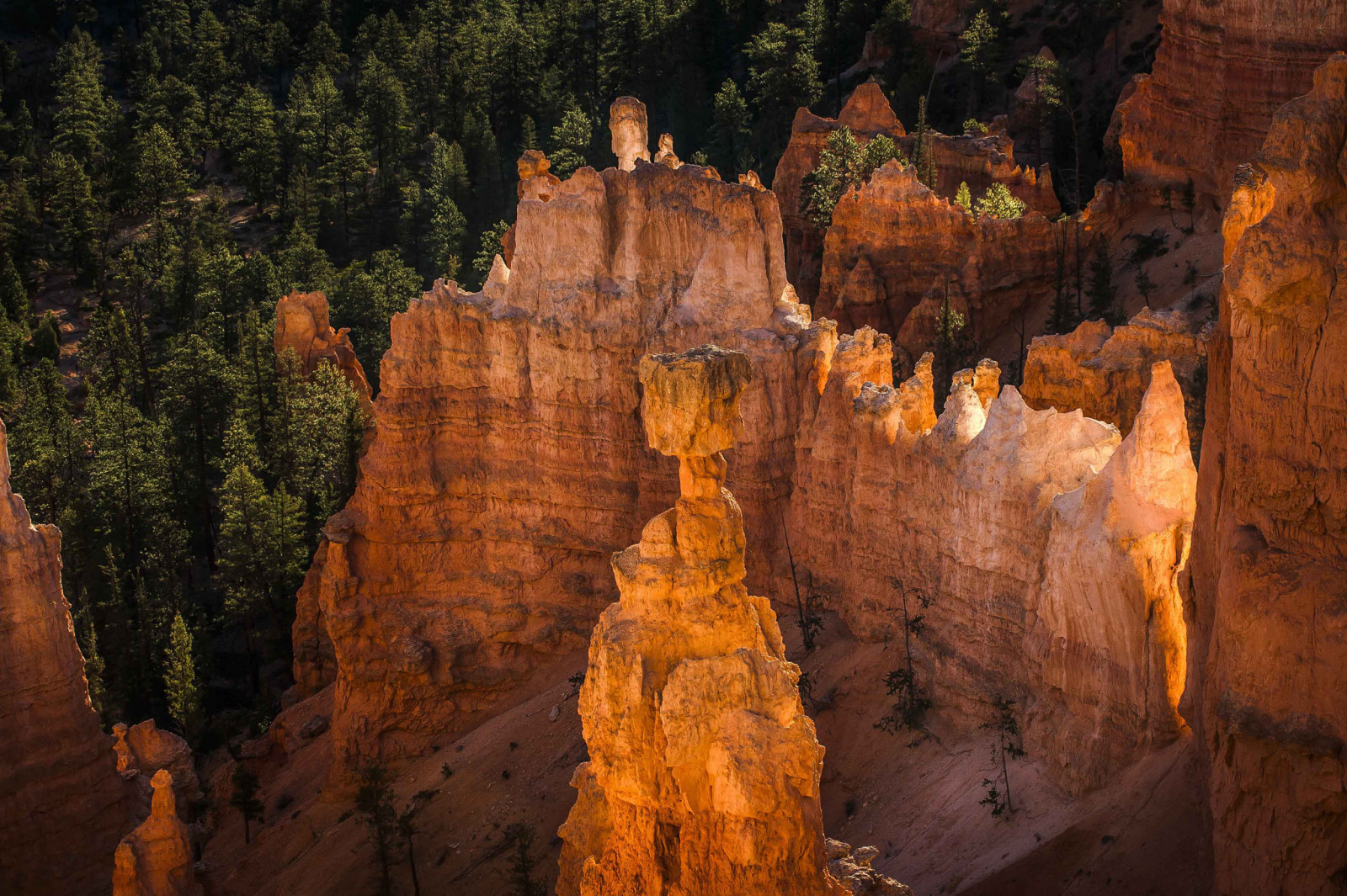 drzewo, zachód słońca, góry, Utah, USA, skały