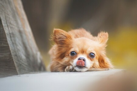 Chihuahua, hond, taal, kijken, uiteinde van een loop