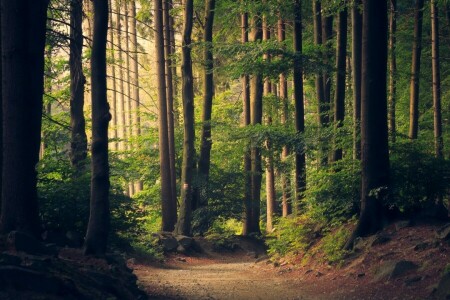 galhos, floresta, folhas, natureza, caminho, pedras, Trilha, árvores