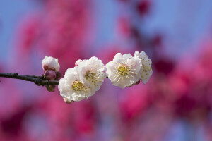 branche, fleurs, Jardin, printemps, Le ciel