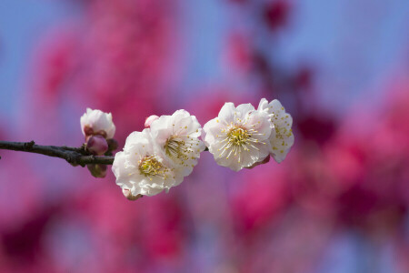 branch, flowers, Garden, spring, the sky