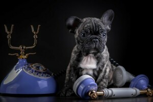 Franse bulldog, marmeren, telefoon, puppy