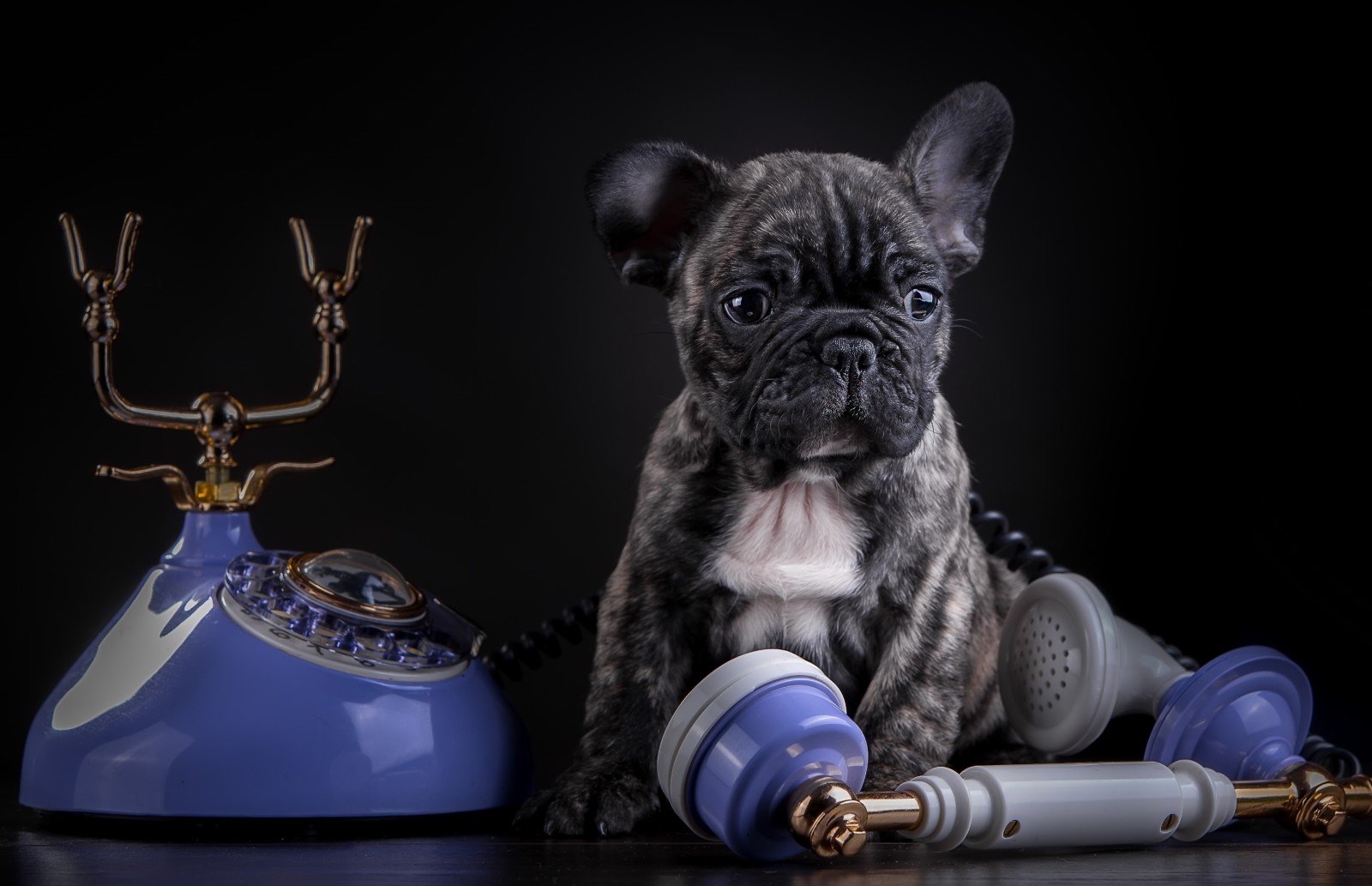 cucciolo, marmo, Telefono, bulldog francese