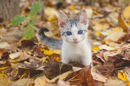 l'automne, bébé, yeux bleus, minou, feuilles, Regardez