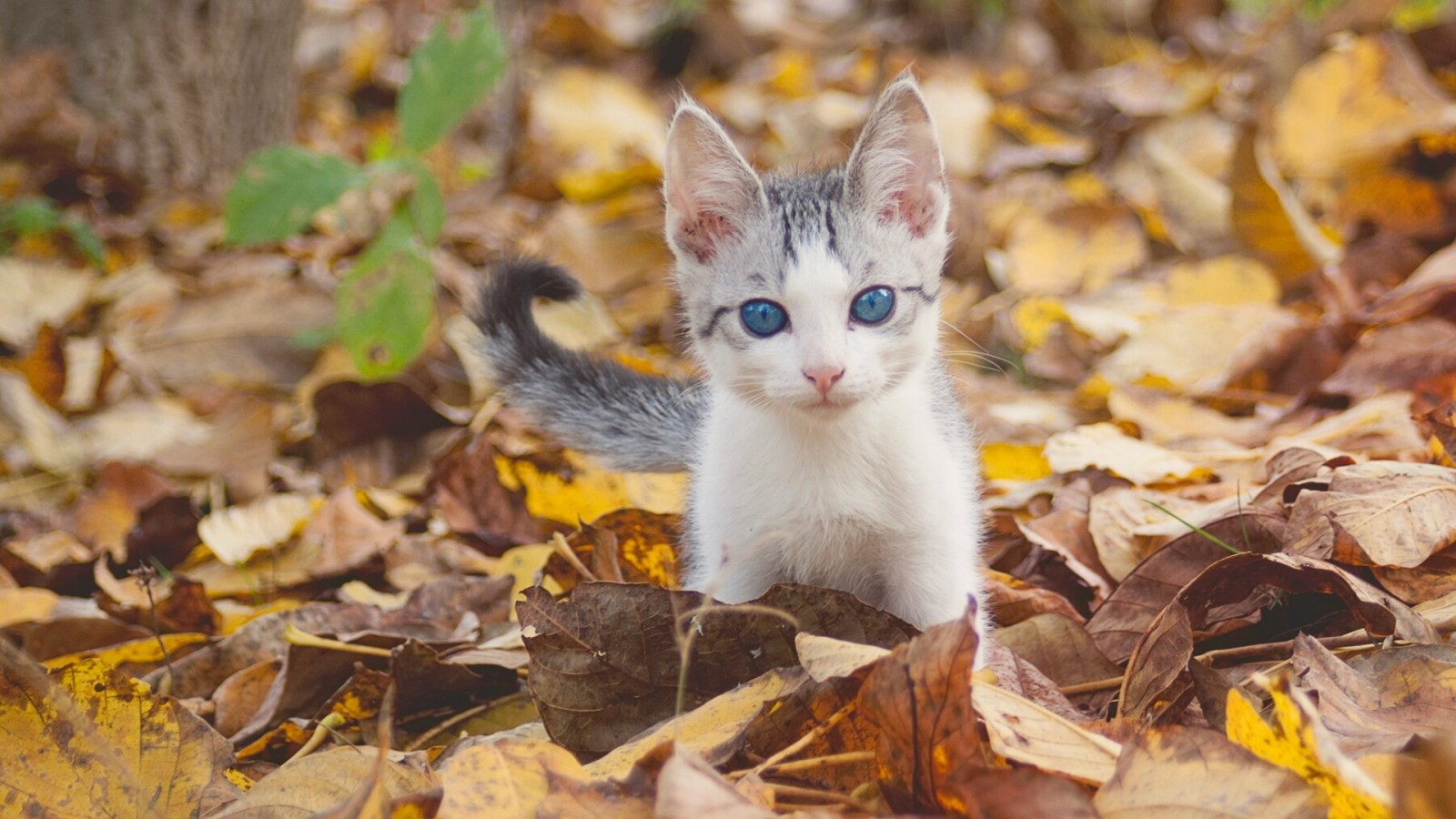 autunno, Guarda, bambino, occhi blu, le foglie, gattino