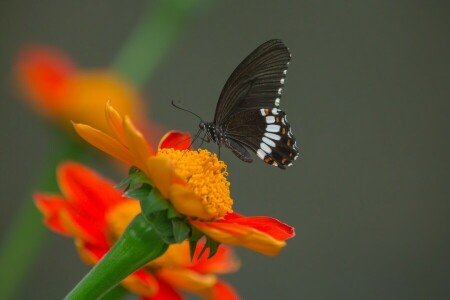 BUTTERFLY, flower, macro