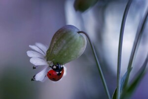 bille, blomst, mariehøne, makro, natur, Rina Barbieri