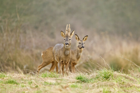 Contexte, cerf, BICHE, herbe