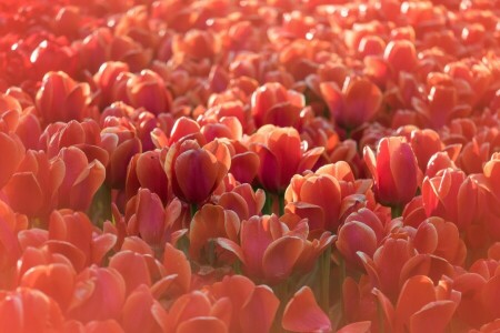 bloemen, natuur, tulpen