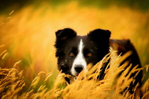 hund, hver, se, natur