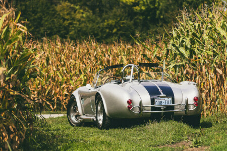 back, Cobra, corn, farm, field, fields of corn, Shelby, wheel