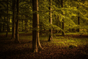 autunno, ramo, foresta, le foglie, il Sole, alberi