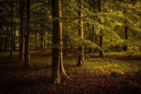 Herbst, Ast, Wald, Blätter, Die Sonne, Bäume