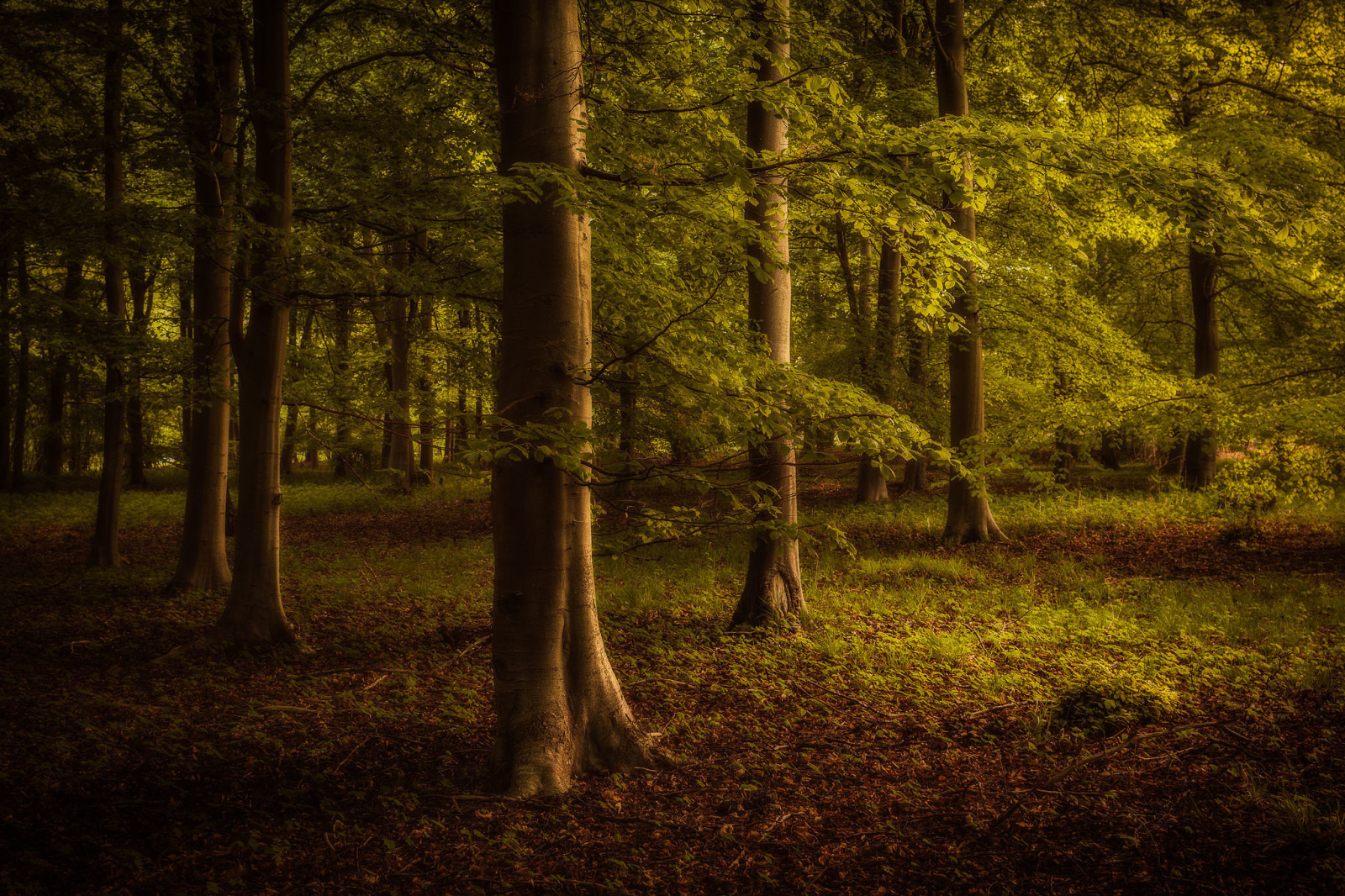 l'automne, forêt, des arbres, feuilles, branche, le soleil