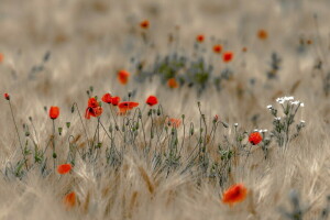 campo, Maki, natura