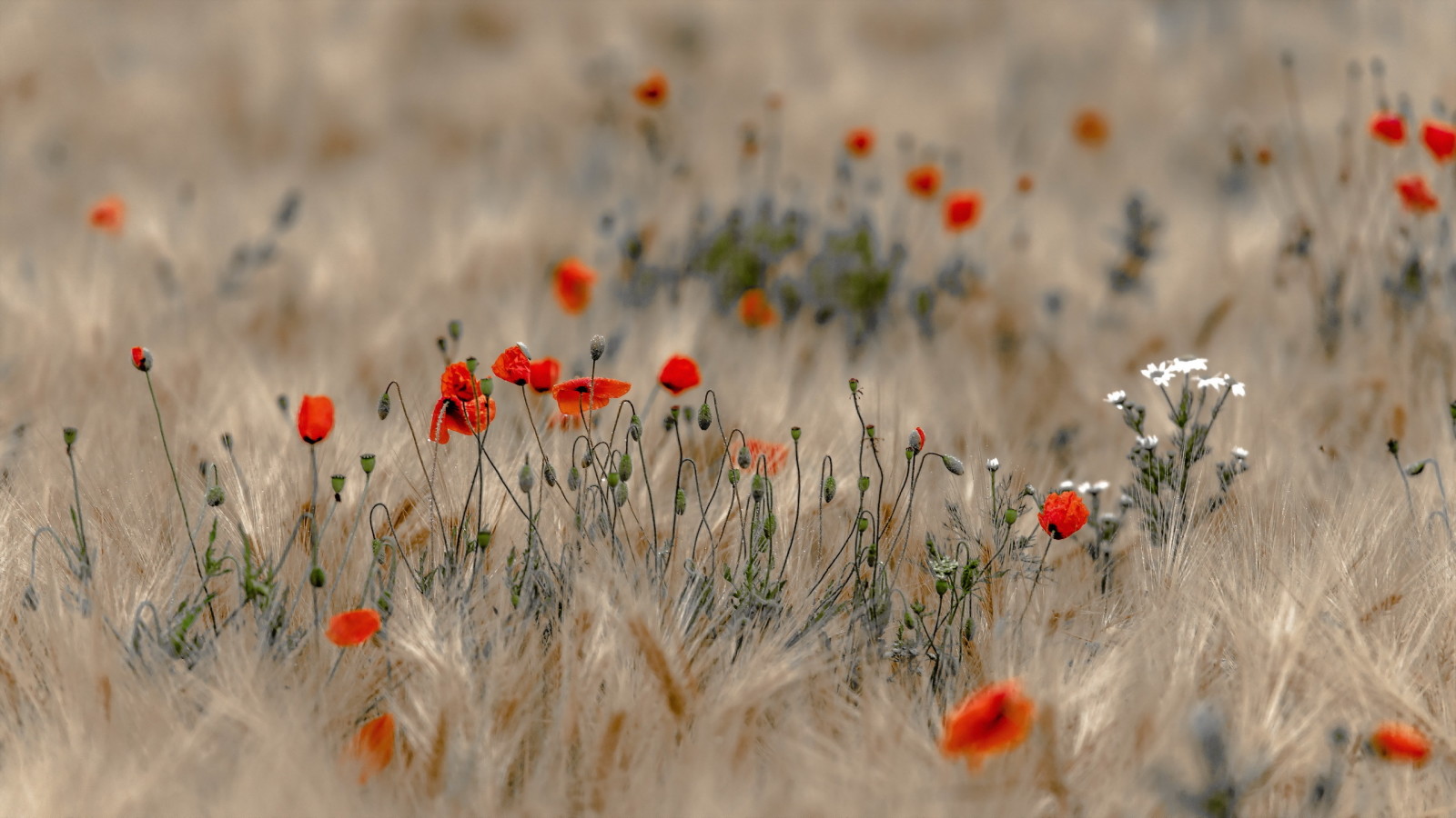 natuur, veld-, Maki