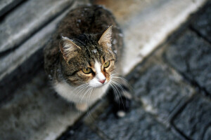 chat, Regardez, moustache, séance