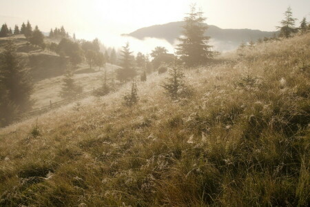 mist, landschap, ochtend-