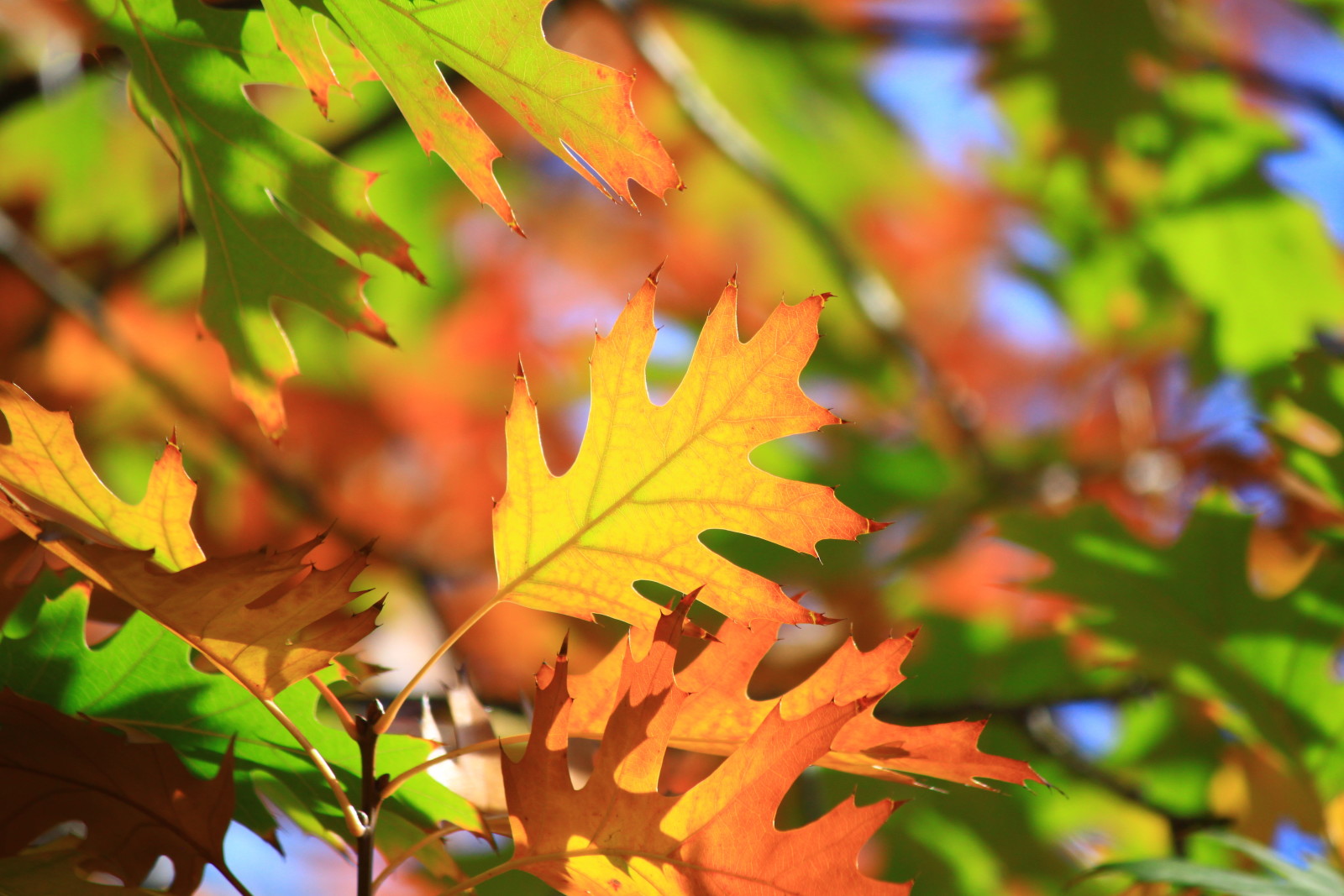 otoño, macro, hojas