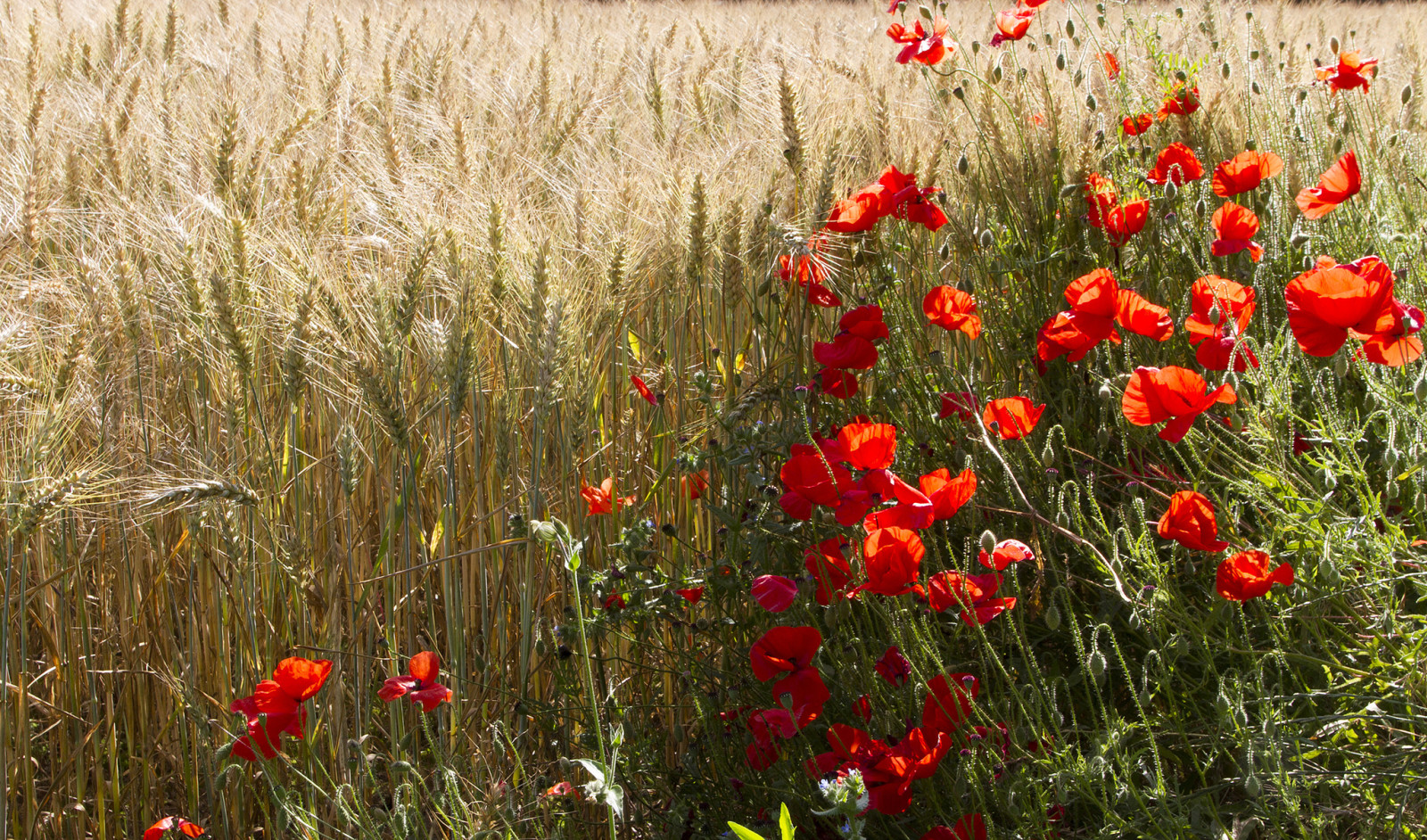 veld-, bloemen, Maki, oren