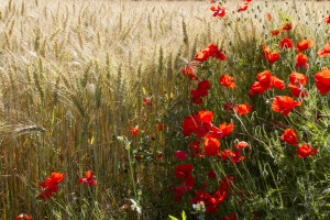 orelhas, campo, flores, Maki