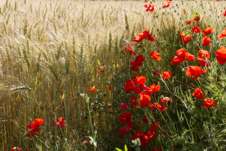 Ohren, Feld, Blumen, Maki