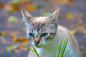 achtergrond, blauw, kat, ogen, gras, gestreept