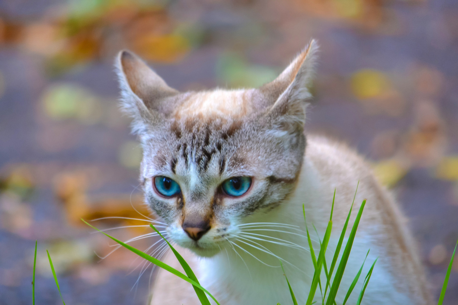 azul, Relva, fundo, gato, olhos, listrado