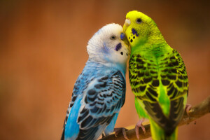 un paio, uccelli, budgerigars, amore