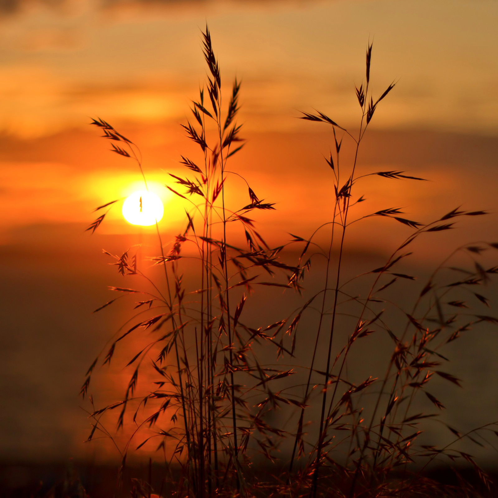 o céu, pôr do sol, plantar, nuvens