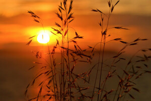 skyer, plante, solnedgang, himlen