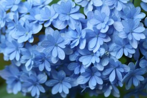 blå, hortensia, makro