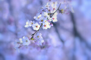 Hintergrund, blühen, Blumen, lila, Makro, Natur, Zweig, Frühling