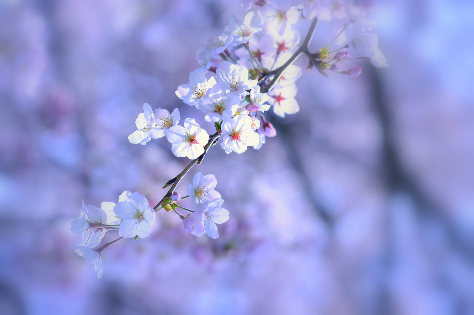 träd, natur, bakgrund, makro, blommor, vår, lila, vit