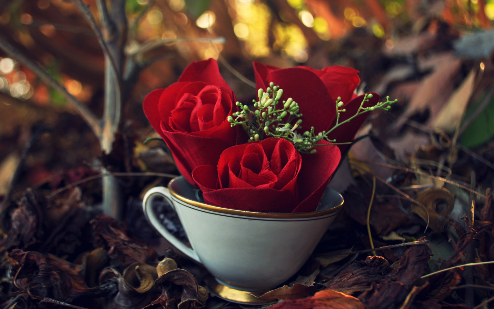 branches, agresser, des roses, feuilles