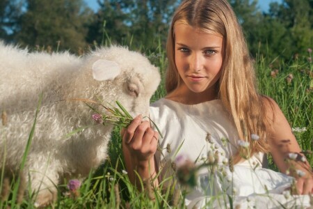 girl, sheep, summer