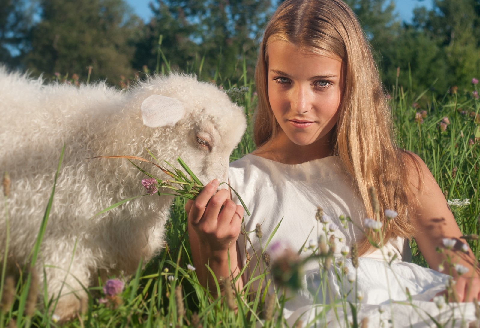 sommar, flicka, får