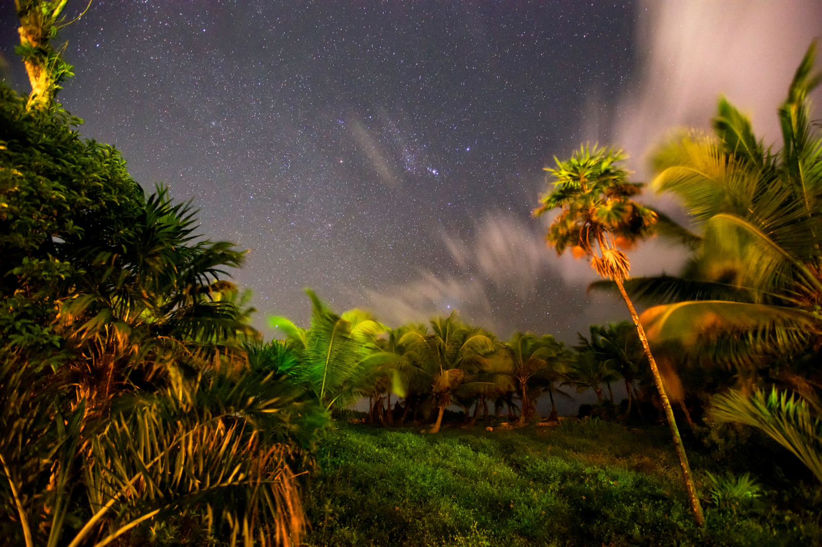 the sky, night, stars, palm trees, Tropics